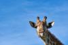 Texas Falls in Love With a Missing Giraffe Named Gracie