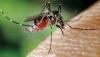 Dengue control: How a naturally occurring bacteria can transform Asia’s response