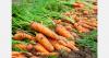 South Korea doubles spring carrot storage life