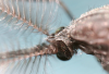 Mosquito named Among World’s Most Studied Insects – Here’s Why