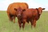 How South Africa's new FMD management measures protect farmers and livestock trade