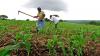 TADB sees significant increase in food production from its 1.55tri/- funding to farmers