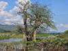 Three years after Cyclone Freddy, farms remain under water in Malawi’s Elephant Marsh