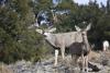 Utah wildlife officials use $3.4 million from hunting, fishing license sales for habitat restoration