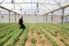 Gaza Strip’s agriculture and livestock sectors show early signs of recovery amid widespread destruction