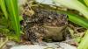 Chicago zoo sends record 12,000 tadpoles to Puerto Rico to help bring endangered sapo concho back