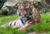 Lisbon Zoo welcomes young Siberian tigers