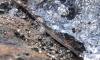 A hiker spotted a 3,400-year-old shoe in Norway's melting ice, and thousands of artifacts followed