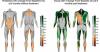 Epicrispr Reports First Clinical Evidence of Increased Lean Muscle Volume in Patients with FSHD Following Treatment with EPI-321