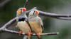 Scientist wins $100,000 prize for 'talking' to birds