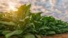 Tobacco farmers call for greater investment, policy