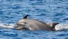 Dolphins spotted off Coney Island near New York City