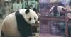 Moscow Zoo shares rare glimpse of mummy Ding Ding and young Katyusha