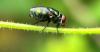 Mayo Clinic Expert Explains Urgency Around Early Detection of New World Screwworm Infestations