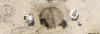 Viking Textile Center Excavated in Denmark