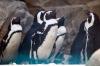 Critically endangered African penguin rises at SA breeding colony