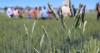 Klamath Basin Research and Extension Center hosts field tour