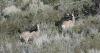 Outdoors: A look at laws that govern fish and wildlife