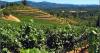 Alder Springs Vineyard to Conclude Farming After 2026 Harvest