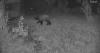 Hundreds more reported bear sightings in Colorado this year, officials say due to mile winter
