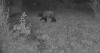 Hundreds more reported bear sightings in Colorado this year due to mild winter