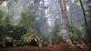 Early Homo sapiens may have lived in rainforests, new clues suggest — and it could overturn our understanding of human evolution