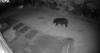 Bear sightings continue throughout southern Minnesota