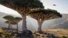 Socotra Archipelago: The Yemeni islands covered with astonishing cucumber, bottle and dragon's blood trees
