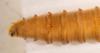 Texas offers free New World screwworm inspector training online