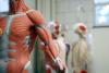 Epicrispr gene silencer is 1st drug to boost muscle in form of muscular dystrophy, biotech says