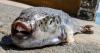 Greek fishermen receive cash to catch toxic fish