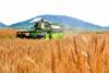 North Korea grain prices dip from record highs but remain near all-time peaks