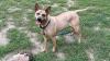 Meet Duchess, the Nebraska Humane Society's pet of the week