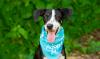 Greece Animal Shelter Reaches Critical Capacity