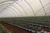 AgroBerries Group expands global footprint and with strategic landing in Laos