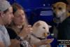 Miami Marlins track down viral ‘very good boy’ who watched as rival pup enjoyed a hot dog at a game