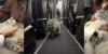 Cat Prances Through Turkish Airlines Business Class Like He Owns The Place
