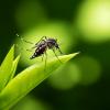 8 Fascinating Mosquito Facts You Should Know
