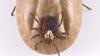 This Florida location named among top tick-infested areas in US