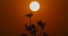 Widespread heat dome, extreme fire threat expected in the U.S. next week