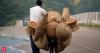 ADB approves USD 42.2 mln loan to boost bamboo industry in northeast region