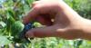AgriCulture: It's blueberry time at Walnut Springs and Sunset Social time at Milburn Orchards