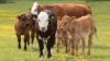 NI farmers paid out £13.3m for Suckler Cow Scheme