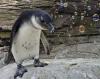 Critically endangered African Penguin Chick Walter explores bubbles at New York Aquarium