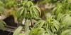 Fine Fettle dispensary opening in Evans comes ahead of Ga. cannabis changes