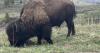 U.S. residents can visit Yellowstone National Park free over the Fourth of July weekend