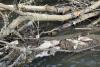 Above the Waterline: Atlanta’s dirty rain problem