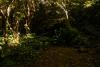 Fireflies/Lightning Bugs: Why We’re Seeing Them Less In Illinois