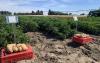 Breeding, Soil Health Discussed During OSU Potato Field Day