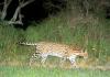 Ocelot birth at Caldwell Zoo could help species’ future in Texas